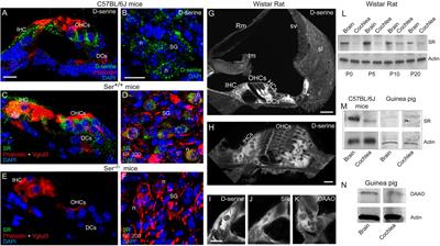 Physiopathological Relevance of D-Serine in the Mammalian Cochlea